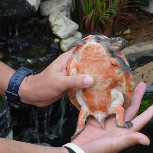 tortus 30 agosto 05 068.jpg