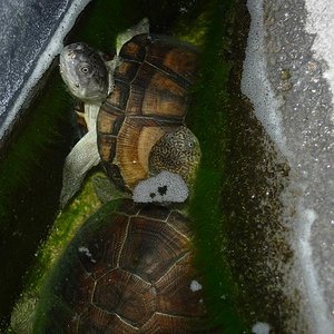 tortus 30 agosto 05 108.jpg