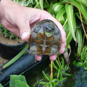 tortus 30 agosto 05 061.jpg