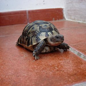 tortus 30 agosto 05 011.jpg