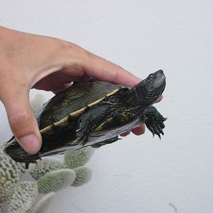 tortus 30 agosto 05 063.jpg