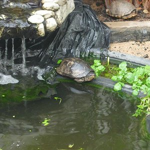 tortus 30 agosto 05 065.jpg