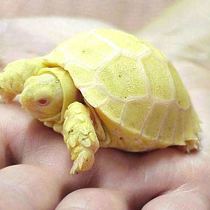 Albino sulcata.jpg