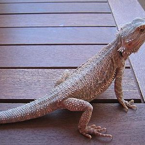 Pogona hembra2-1.jpg