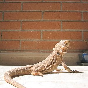 pogona9-1.jpg