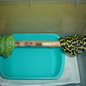 Australia & Amazonas. (1).JPG