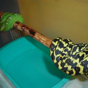 Australia & Amazonas. (2).JPG