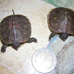 terrapene c major.JPG