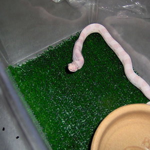 acabando de zampar.jpg