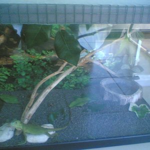 terrario iguana.jpg