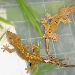 parejita recien llegada.jpg