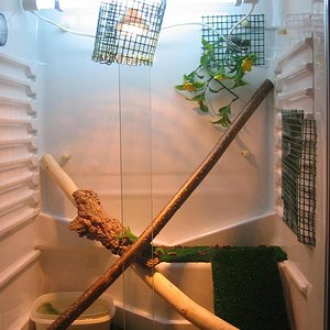 terrario iguan redu.JPG