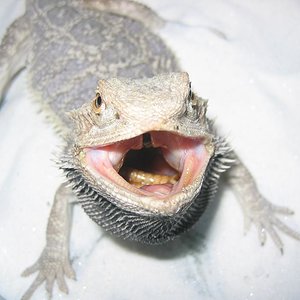 pogona+boca redu.JPG