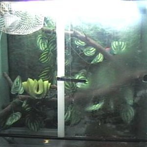 terrari viridis 001.jpg