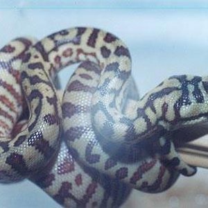 Hybrido M viridisXspilotta.jpg