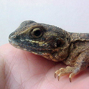 hembra 2 detalle.jpg