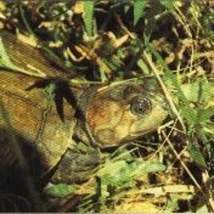 Podocnemis vogli5.JPG