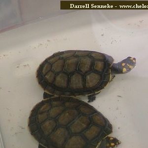 Podocnemis unifilis 15.jpg