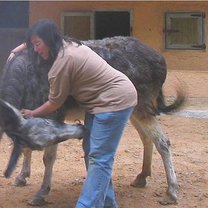 vilmenteatacada (Medium).JPG