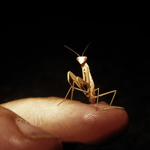 mantiss.jpg