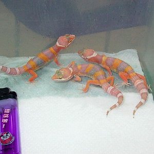 albinos tangerinos babys.jpg