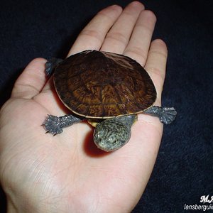 Phrynops nasutus. 08-05-04.JPG