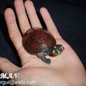 Podocnemis unifilis. 08-05-04 (3).JPG