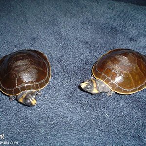 Podocnemis Erythrocephala. 08-05-04 (1).JPG