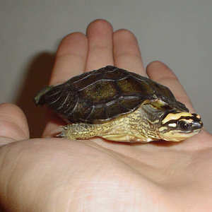 Rinoclemmys diademata (8).JPG