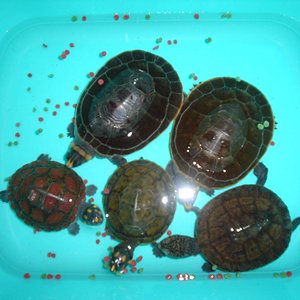Tortugas Amazonicas (1).JPG