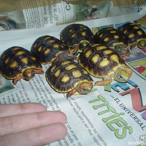 G. carbonaria. 21-01-04 (3).JPG