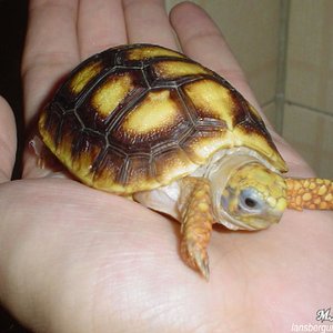 G. carbonaria. 21-01-04 (14).JPG