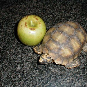 Geochelone denticulata. (1).JPG