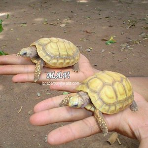 G.carbonaria.Xantico. 23-10-04 (12).JPG