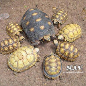 G.carbonaria.Xantico. 23-10-04 (14).JPG