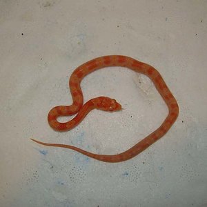 Boda Oscar 058 800x600.jpg