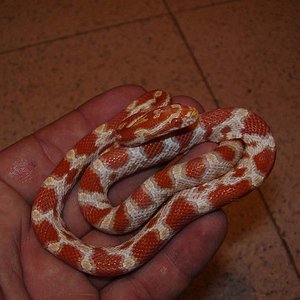 Boda Oscar 088 800x600.jpg