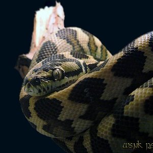 variegata (Medium).jpg