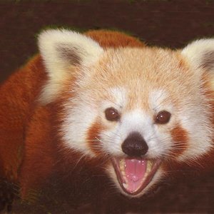 pandaroig (Medium).jpg