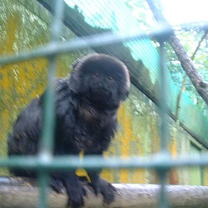 Monito santillana.JPG