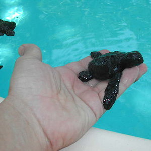 CRIAS EN MI MANO.JPG