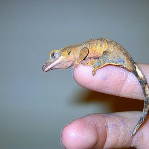 rhaco cilatus modificado.JPG