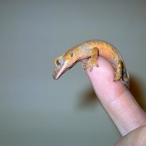 rhaco cilatus reducido.JPG