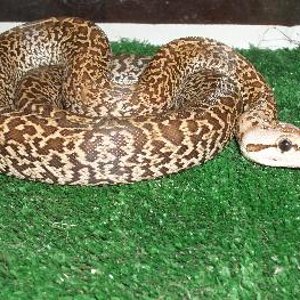 molurus granitoII.JPG