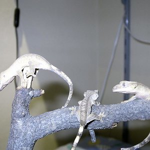 los tres rhackitos.JPG