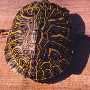 Trachemys_scripta_elegans_yellow.jpg