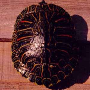 Trachemys_scripta_elegans_red.jpg