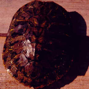 Trachemys_scripta_elegans_dark.jpg