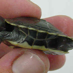 Trachemys_scripta_elegans_hypermelanistic_PMoody_1k.jpg
