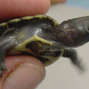 Trachemys_scripta_elegans_hypermelanistic_PMoody_1i.jpg